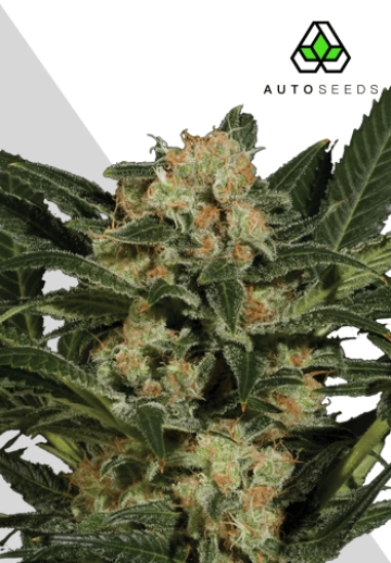 Candy Kush Autoflowering cannabis flower bud by Auto Seeds