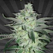 Diesel Berry Auto Autoflowering cannabis flower bud by Auto Seeds