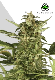 Juicy Lucy Autoflowering cannabis flower bud by Auto Seeds