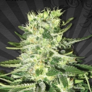 MiG-29 Auto Autoflowering cannabis flower bud by Auto Seeds
