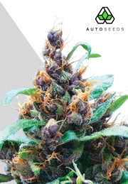 Purple Stilton Autoflowering cannabis flower bud by Auto Seeds