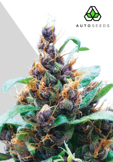 Purple Stilton Autoflowering cannabis flower bud by Auto Seeds
