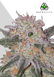 Trans Siberian Autoflowering cannabis flower bud by Auto Seeds