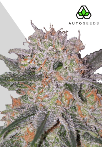 Trans Siberian Autoflowering cannabis flower bud by Auto Seeds