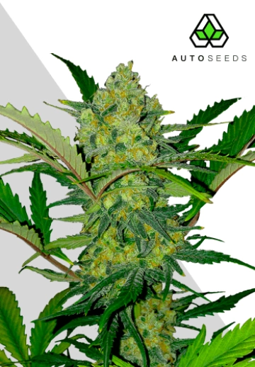 Ultra Lemon Haze Autoflowering cannabis flower bud by Auto Seeds