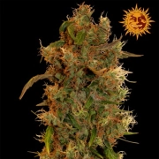 8 Ball Kush Feminized cannabis flower bud by Barneys Farm