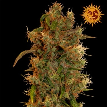 8 Ball Kush Feminized cannabis flower bud by Barneys Farm