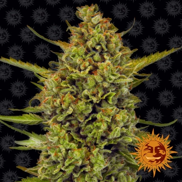 Acapulco Gold Feminized cannabis flower bud by Barneys Farm