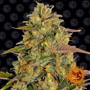 Amnesia Lemon Feminized cannabis flower bud by Barneys Farm