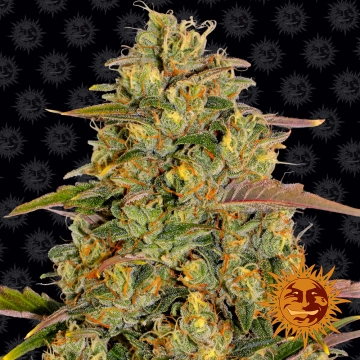 Amnesia Lemon Feminized cannabis flower bud by Barneys Farm