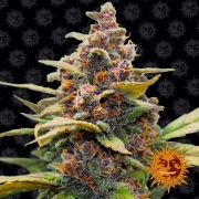 Ayahuasca Purple Feminized cannabis flower bud by Barneys Farm