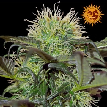Bad Azz Kush Feminized cannabis flower bud by Barneys Farm