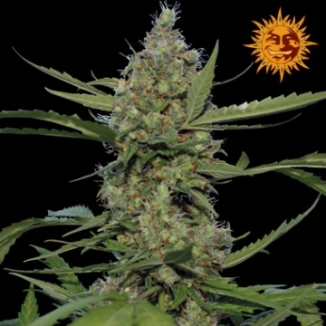 Barneys Laughing Buddha Feminized cannabis flower bud by Barneys Farm