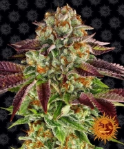 Biscotti Mintz Feminized cannabis flower bud by Barneys Farm