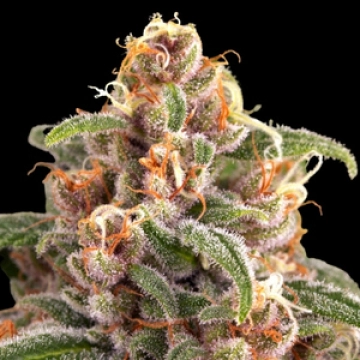 Blueberry Cheese Feminized cannabis flower bud by Barneys Farm