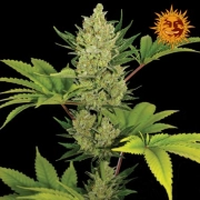 Blue Cheese Auto Autoflowering cannabis flower bud by Barneys Farm