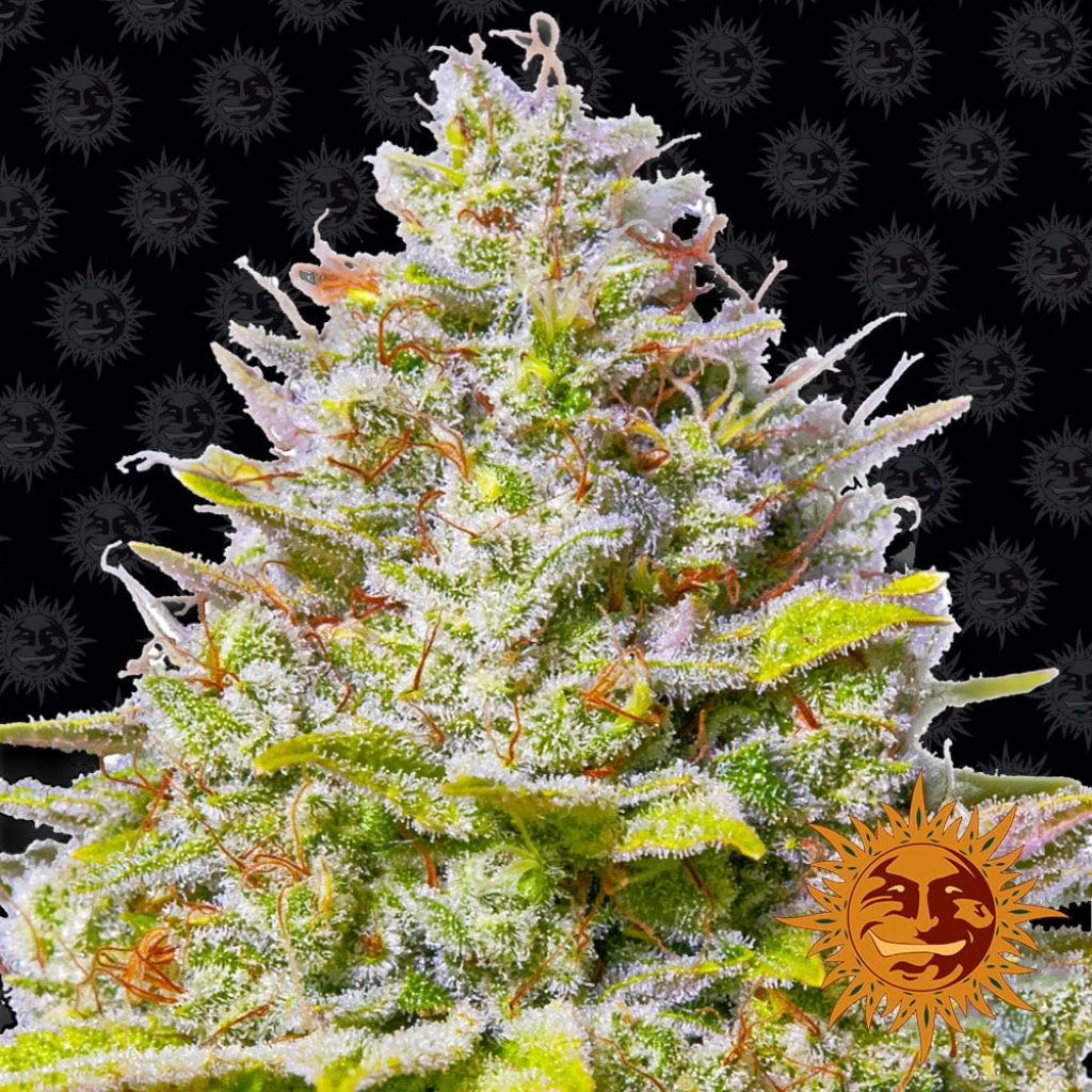 Blue Gelato 41 – Barneys Farm – Feminized
