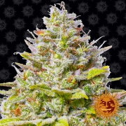 Blue Gelato 41 Feminized cannabis flower bud by Barneys Farm