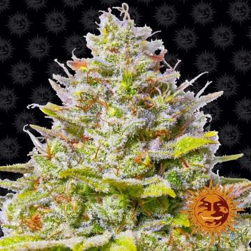 Blue Gelato 41 Feminized cannabis flower bud by Barneys Farm