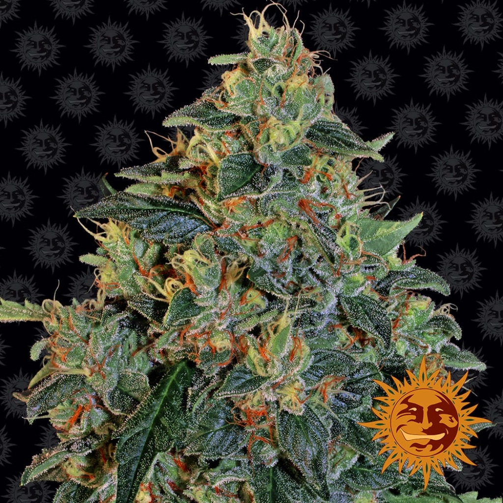 Blueberry OG – Barneys Farm – Feminized
