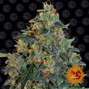 Blueberry OG Feminized cannabis flower bud by Barneys Farm