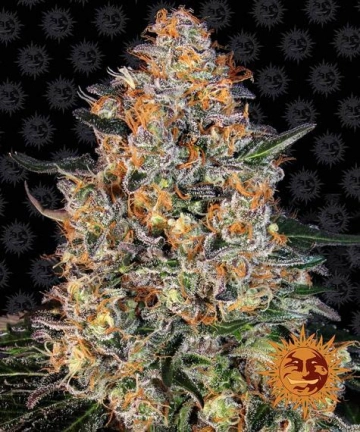 Bubba Kush Feminized cannabis flower bud by Barneys Farm