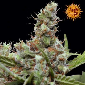 CBD Blue Shark Feminized cannabis flower bud by Barneys Farm