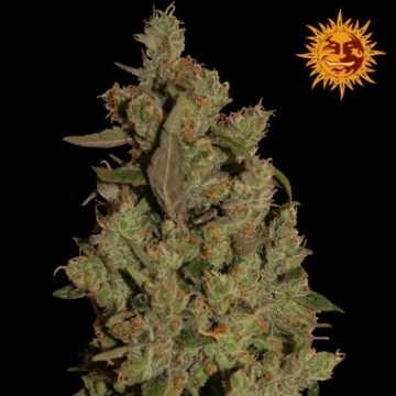 CBD Critical Cure Feminized cannabis flower bud by Barneys Farm