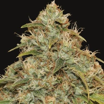 CBD Lemon Potion Auto Autoflowering cannabis flower bud by Barneys Farm