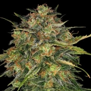 Barneys Farm Cheese Feminized cannabis flower bud by Barneys Farm