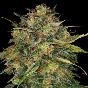 Barneys Farm Cheese Feminized cannabis flower bud by Barneys Farm