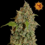 Chronic Thunder Feminized cannabis flower bud by Barneys Farm