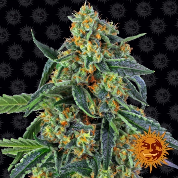 Cookies Kush Feminized cannabis flower bud by Barneys Farm