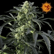 Crimea Blue Feminized cannabis flower bud by Barneys Farm