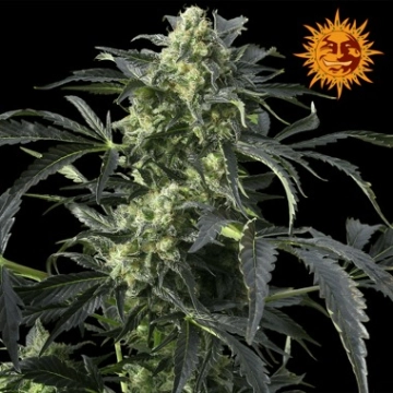 Crimea Blue Feminized cannabis flower bud by Barneys Farm