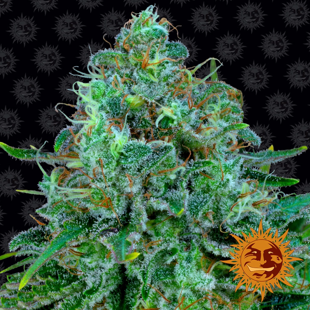 Critical Kush – Barneys Farm – Feminized