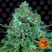 Critical Kush Feminized cannabis flower bud by Barneys Farm