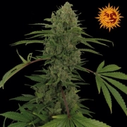 Critical Kush Auto Autoflowering cannabis flower bud by Barneys Farm