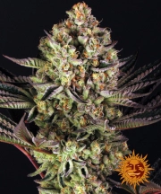 Dos Si Dos 33 Feminized cannabis flower bud by Barneys Farm