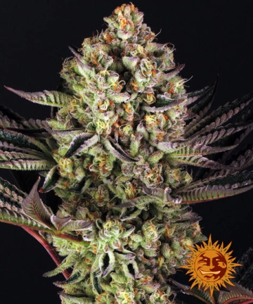 Dos Si Dos 33 Feminized cannabis flower bud by Barneys Farm