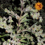 Dr. Grinspoon Feminized cannabis flower bud by Barneys Farm