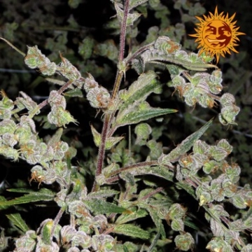 Dr. Grinspoon Feminized cannabis flower bud by Barneys Farm