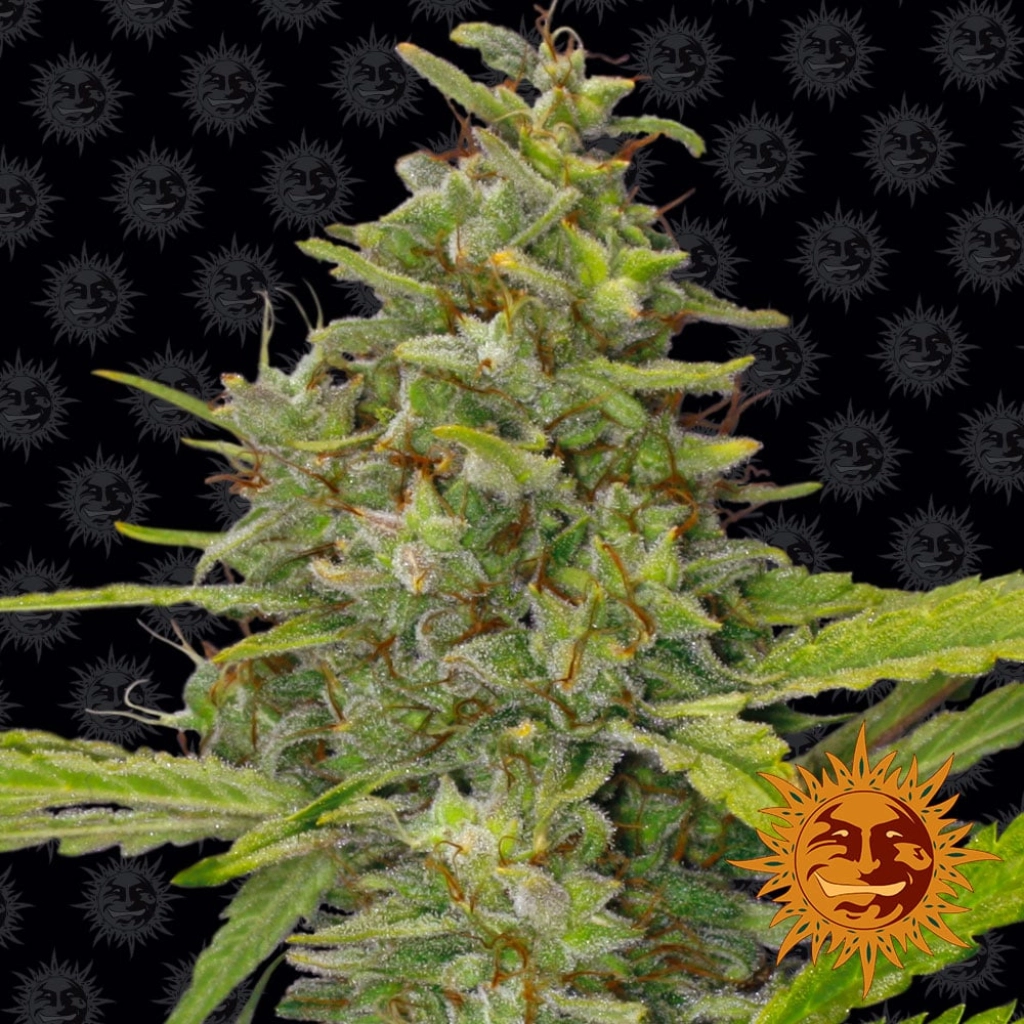 G13 Haze – Barneys Farm – Feminized