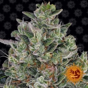 Glookies Feminized cannabis flower bud by Barneys Farm