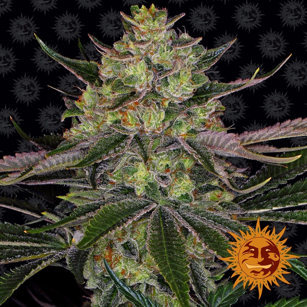 Gorilla Zkittlez – Barneys Farm – Feminized