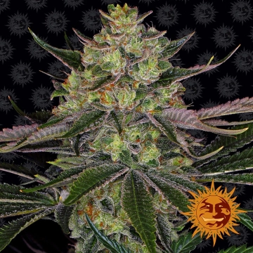 Gorilla Zkittlez Feminized cannabis flower bud by Barneys Farm