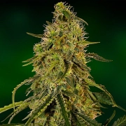 Grape Ape Feminized cannabis flower bud by Barneys Farm