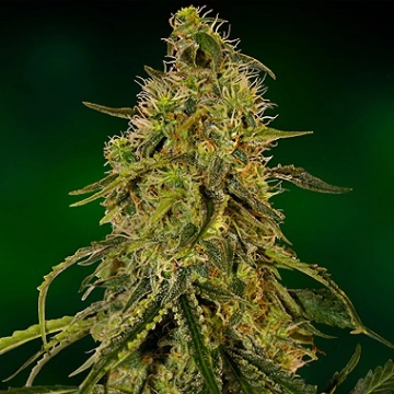 Grape Ape Feminized cannabis flower bud by Barneys Farm