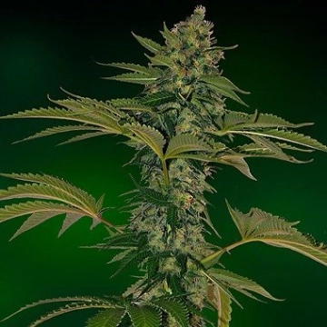 Grape Muerto Auto Feminized cannabis flower bud by Barneys Farm