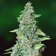 Honey B Regular cannabis flower bud by Barneys Farm